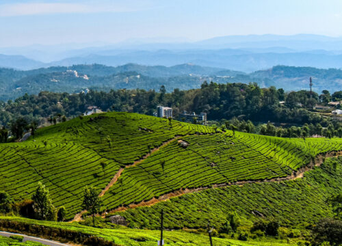 2 Nights / 3 Days: Cochin – Munnar – Thekkady – Alleppey (Hill Station, Wildlife & Backwaters)