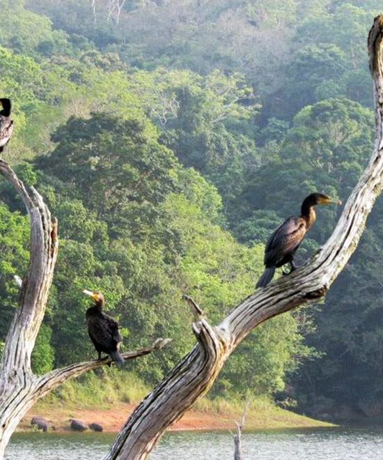 7 Nights / 8 Days: Cochin – Thattekad – Munnar – Thekkady – Alleppey – Kovalam (Birdwatching, Hill Station, Wildlife, Backwaters & Beach)