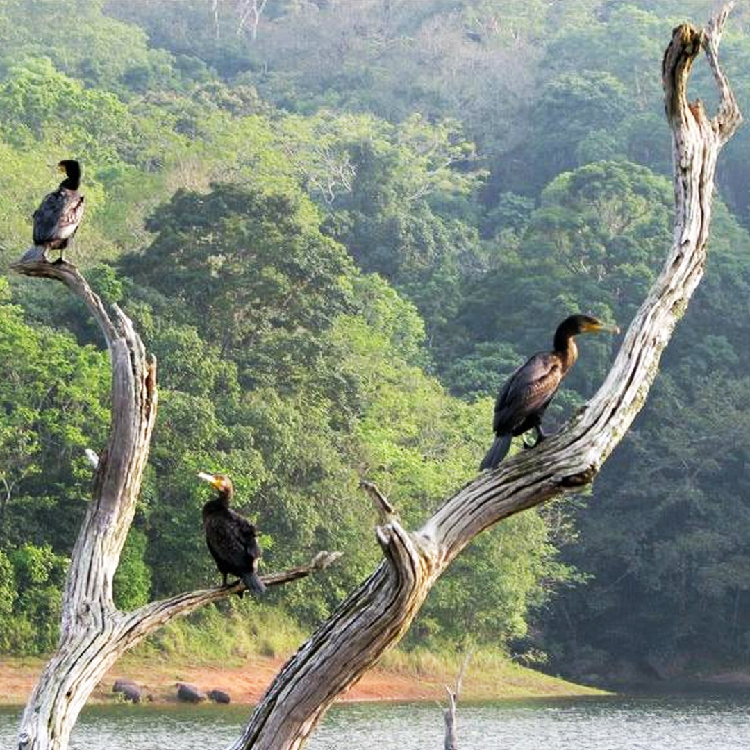 7 Nights / 8 Days: Cochin – Thattekad – Munnar – Thekkady – Alleppey – Kovalam (Birdwatching, Hill Station, Wildlife, Backwaters & Beach)