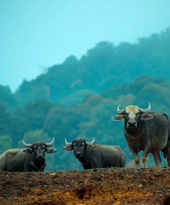 7 Nights / 8 Days: Cochin – Athirappilly – Munnar – Thekkady – Alleppey – Kovalam – Kanyakumari (Waterfalls, Hill Station, Wildlife, Backwaters & Beach)