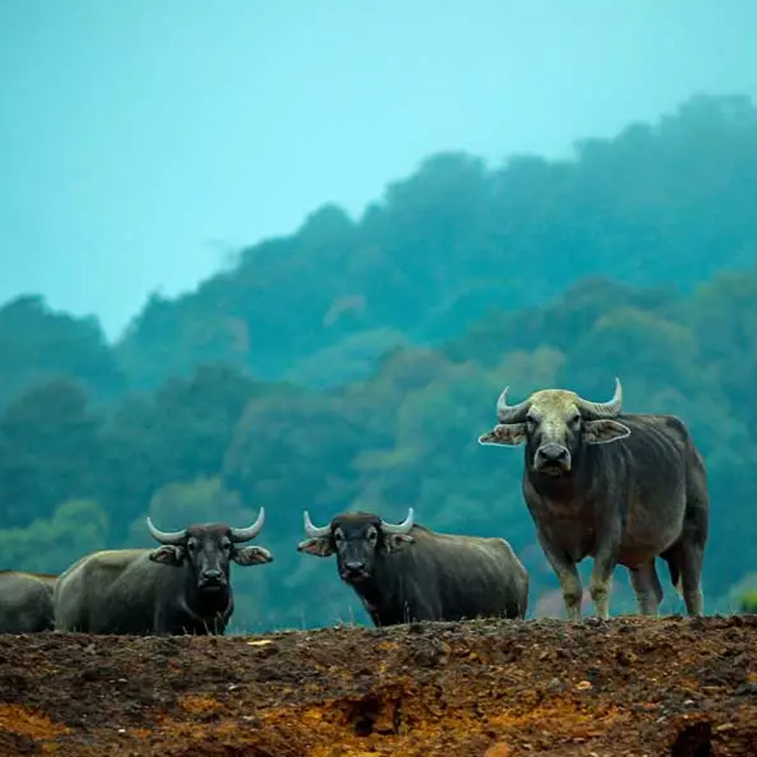 7 Nights / 8 Days: Cochin – Athirappilly – Munnar – Thekkady – Alleppey – Kovalam – Kanyakumari (Waterfalls, Hill Station, Wildlife, Backwaters & Beach)