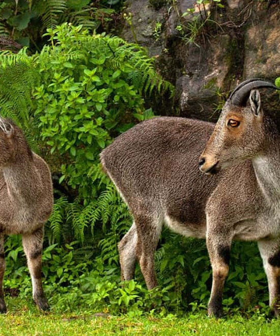 3 Nights/4 Days: Cochin – Munnar – Thekkady – Kumarakom (Hill Station, Wildlife & Luxury Backwater Stay)