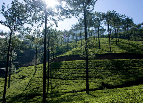 6 Nights / 7 Days: Cochin – Munnar – Thekkady – Alleppey – Kovalam (Hill Station, Wildlife, Backwaters & Beach)