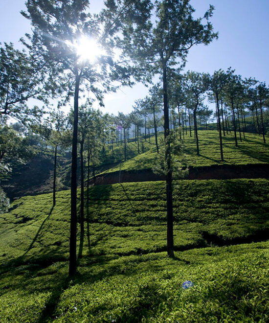 3 Nights / 4 Days: Cochin – Munnar – Thekkady – Vagamon (Hill Station & Offbeat Nature Escape)