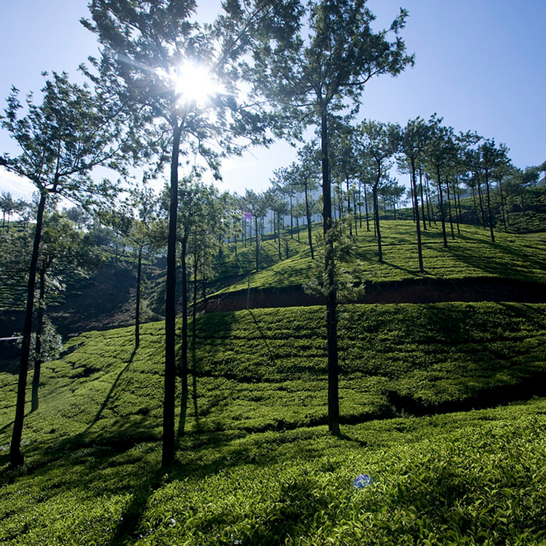 3 Nights / 4 Days: Cochin – Munnar – Thekkady – Vagamon (Hill Station & Offbeat Nature Escape)
