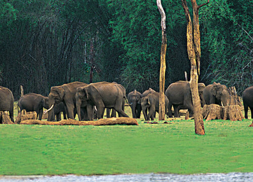 4 Nights / 5 Days: Cochin – Munnar – Thekkady – Vagamon (Hill Station & Offbeat Nature Escape)