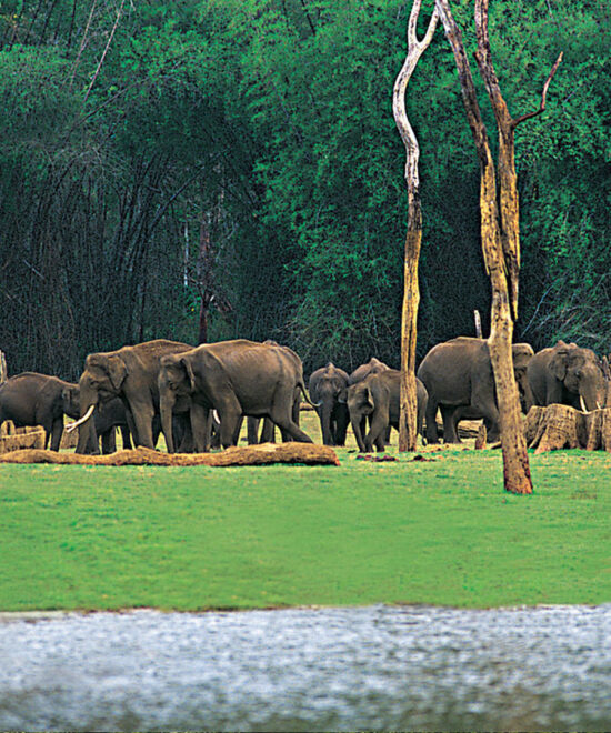 4 Nights / 5 Days: Cochin – Munnar – Thekkady – Vagamon (Hill Station & Offbeat Nature Escape)