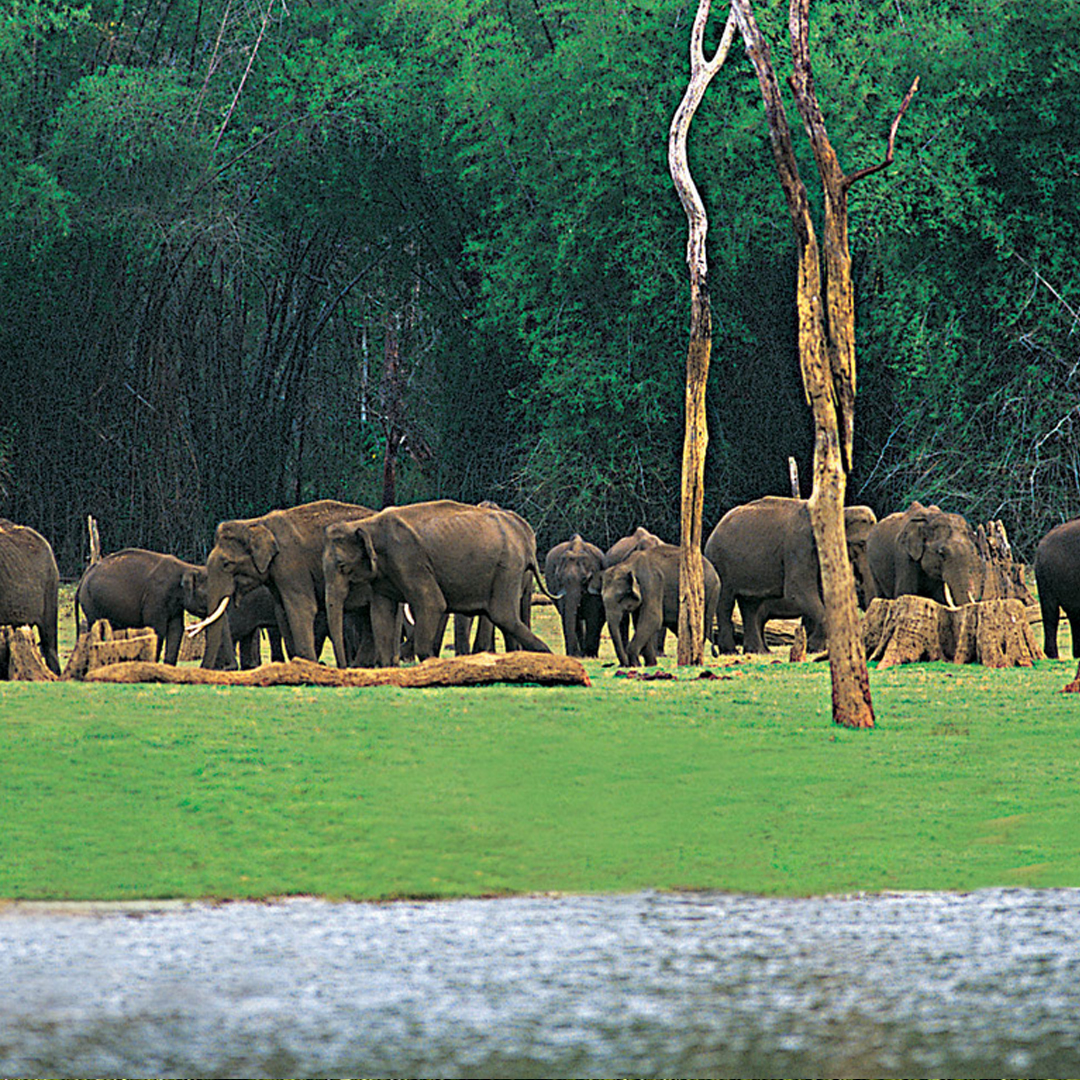 4 Nights / 5 Days: Cochin – Munnar – Thekkady – Vagamon (Hill Station & Offbeat Nature Escape)